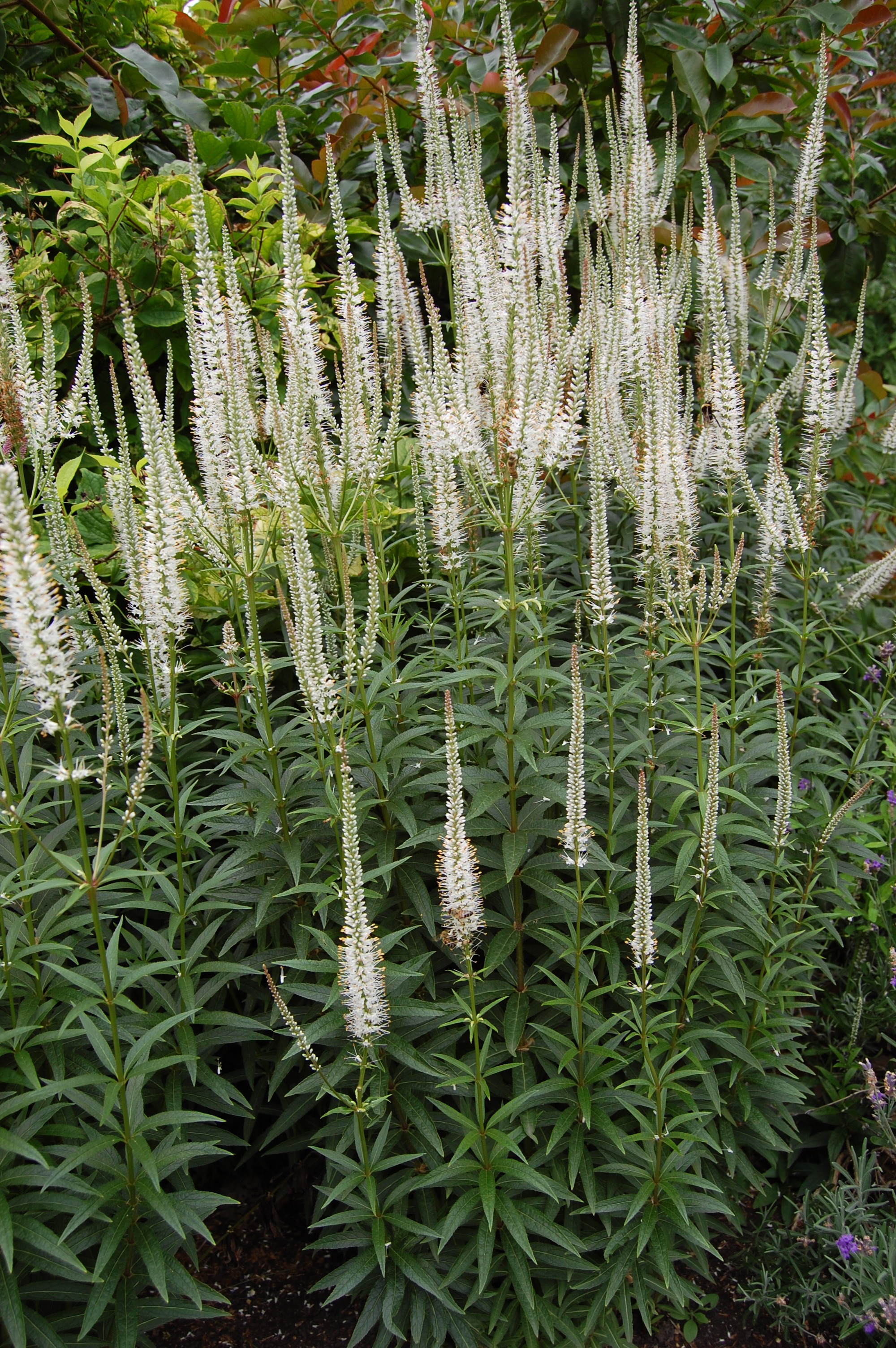 Veronicastrum virginicum 'Diane'